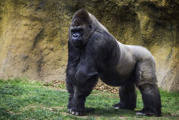How Much Can A Gorilla Squat?